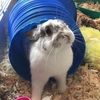 annalangfitt